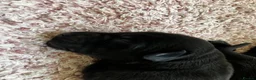 Labrador Retriever dogs for sale: Quality bred, cared for puppies. Pick of litter? - Advert 6