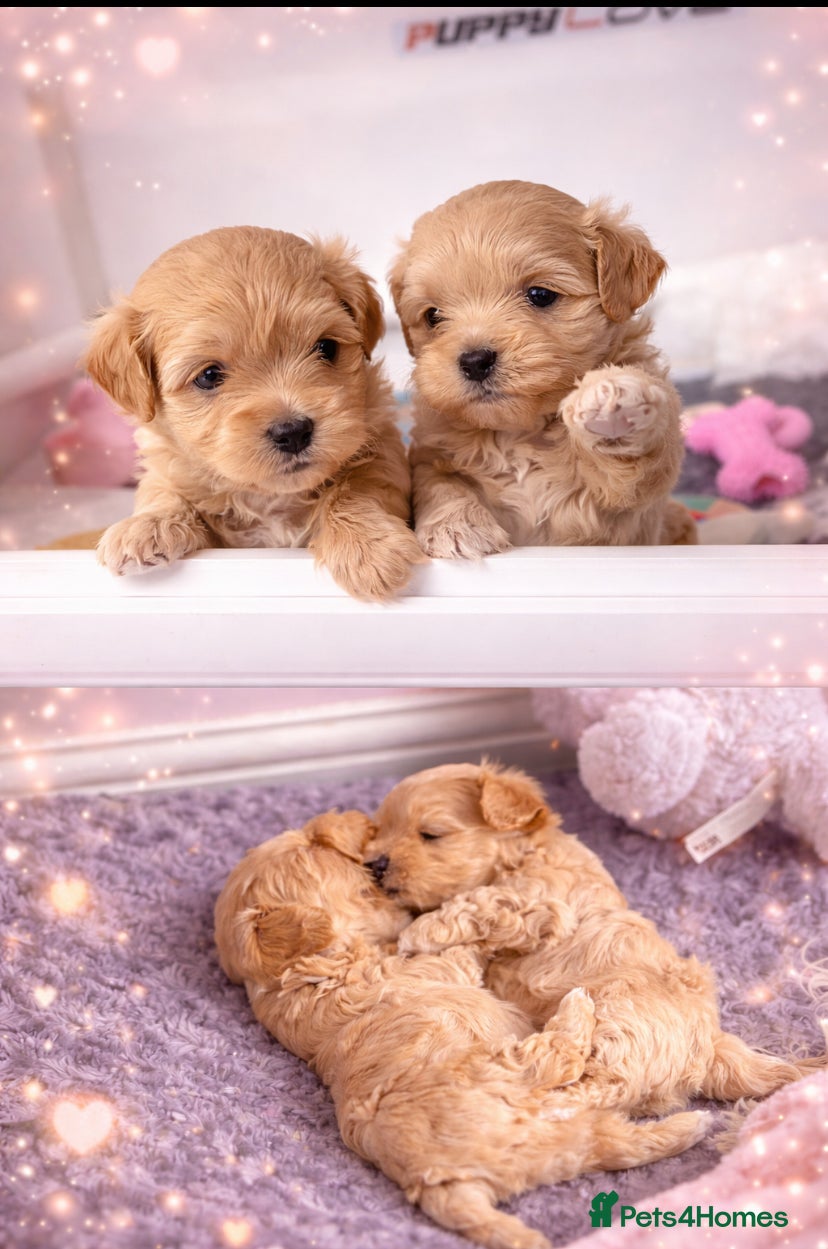 Maltipoo dogs Exquisite  **  Maltipoos puppies  - Advert 1