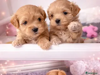 Maltipoo dogs Exquisite ** Maltipoos puppies - Advert 1
