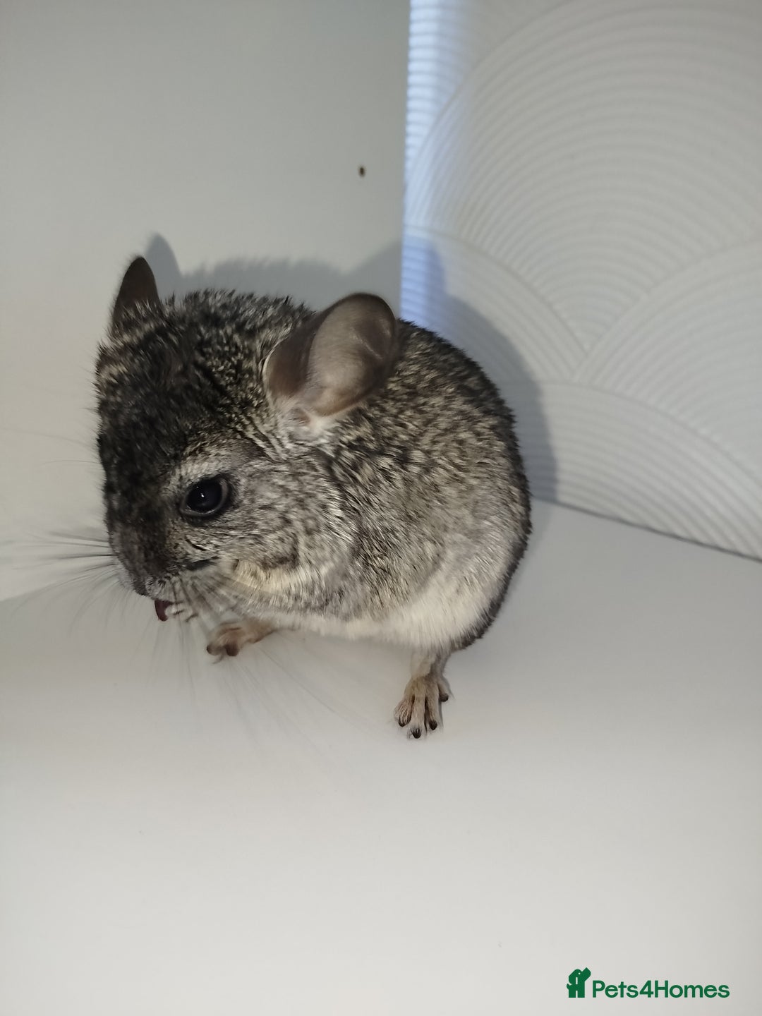 Chinchilla rodents for sale: Friendly chinchilla male  - Advert 5