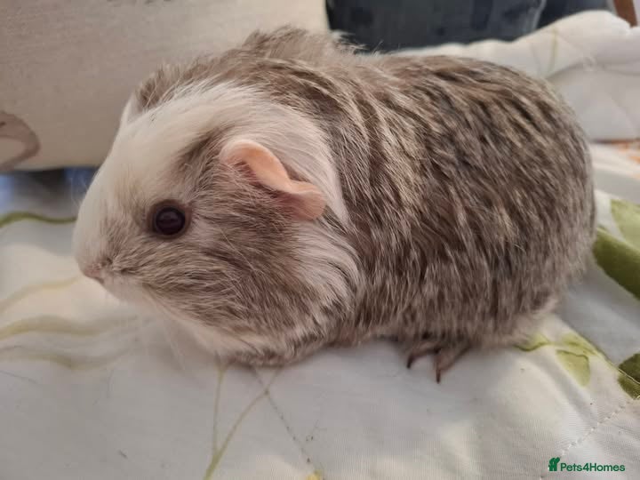 Guinea Pig rodents Beautiful Baby Guinea-pigs ready Now  - Advert 2