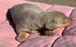 Miniature Dachshund dogs for sale: Miniature dachshund puppy’s ❤️ - Image 5