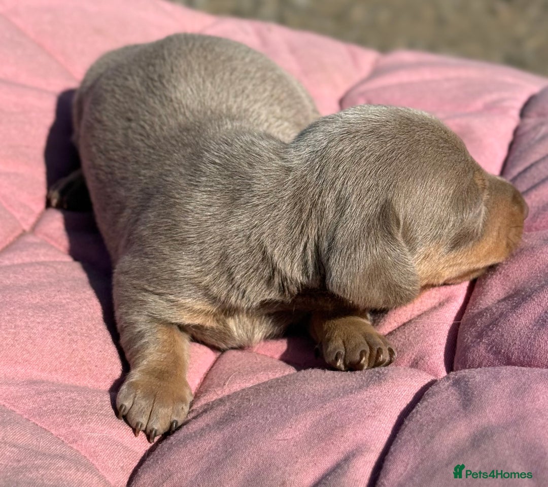 Miniature Dachshund dogs for sale: Miniature dachshund puppy’s ❤️ - Image 5