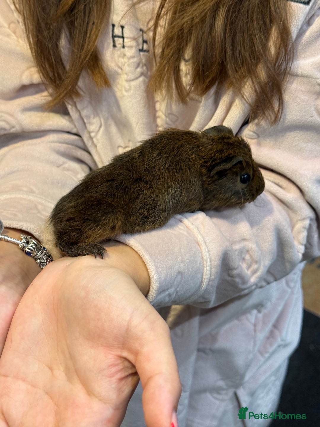 Guinea Pig rodents for sale: Baby guinea pigs for sale - Image 21