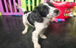 English Springer Spaniel dogs for sale: Part Trained ESS KC Girl Pup. Health Tested- Ready - Image 6