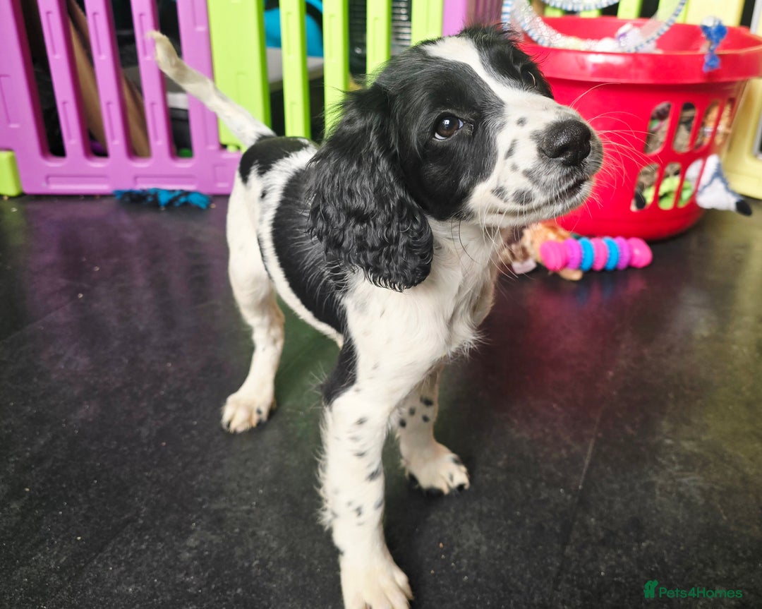 English Springer Spaniel dogs for sale: Part Trained ESS KC Girl Pup. Health Tested- Ready - Image 6