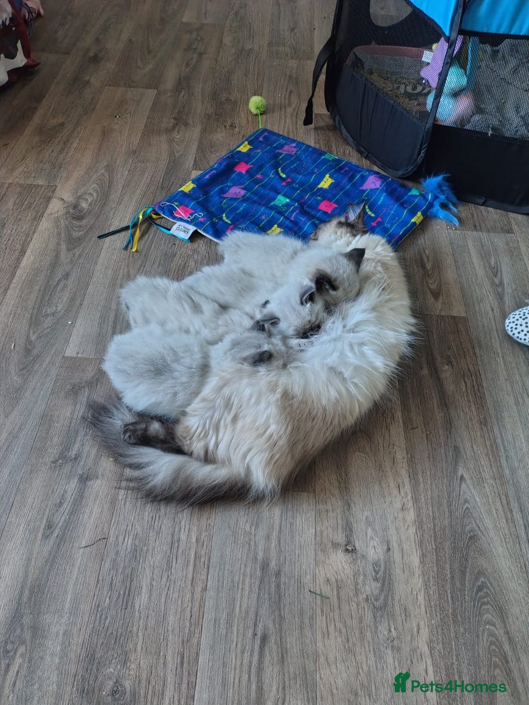 Ragdoll cats for sale: Ragdoll kittens for sale  - Advert 2