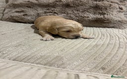 Goldendoodle dogs for sale: Gorgeous F1 Golden Doodles ❤️ - Advert 18