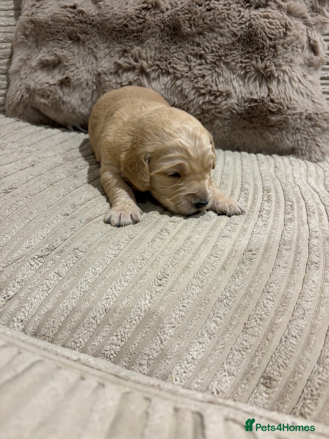 Goldendoodle dogs for sale: Gorgeous F1 Golden Doodles ❤️ - Advert 18