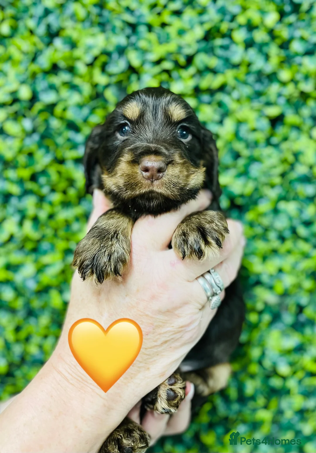 Cocker Spaniel dogs for stud: 🧡🧡 KC REG Stud Orange Roan Show Cocker Spaniel in Northallerton - Advert 29