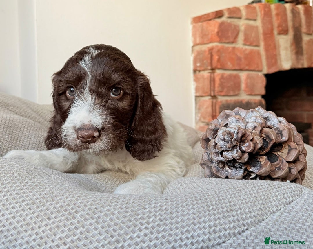 Cockapoo dogs for sale:  cockapoo puppies **READY GO GO** - Image 23