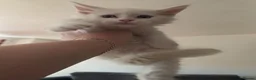 Maine Coon cats for sale: Maine Coon Kittens For Sale  - Advert 16