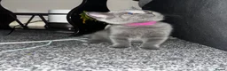 British Shorthair cats for sale: 6 little babies looking for a loving home - Advert 3