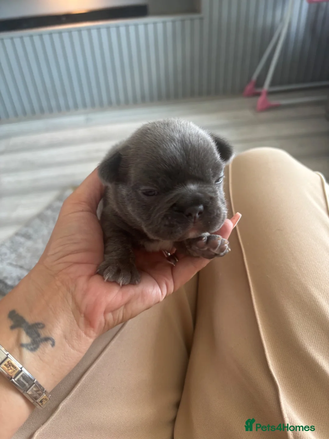 French Bulldog dogs for sale: 2 french bulldog puppies  in Newark - Advert 1