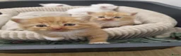 American Shorthair cats for sale: Kittens for sale - Advert 3