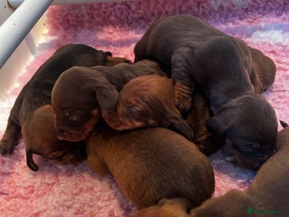 Dachshund dogs STUNNING KC REG STANDARD DACHSHUNDS - Advert 5
