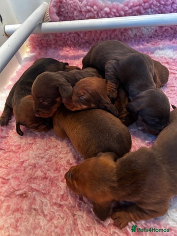 Dachshund dogs - Advert 5