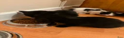 Mixed Breed cats for sale: 3 female kittens ready to go.  in Peterborough - Advert 9