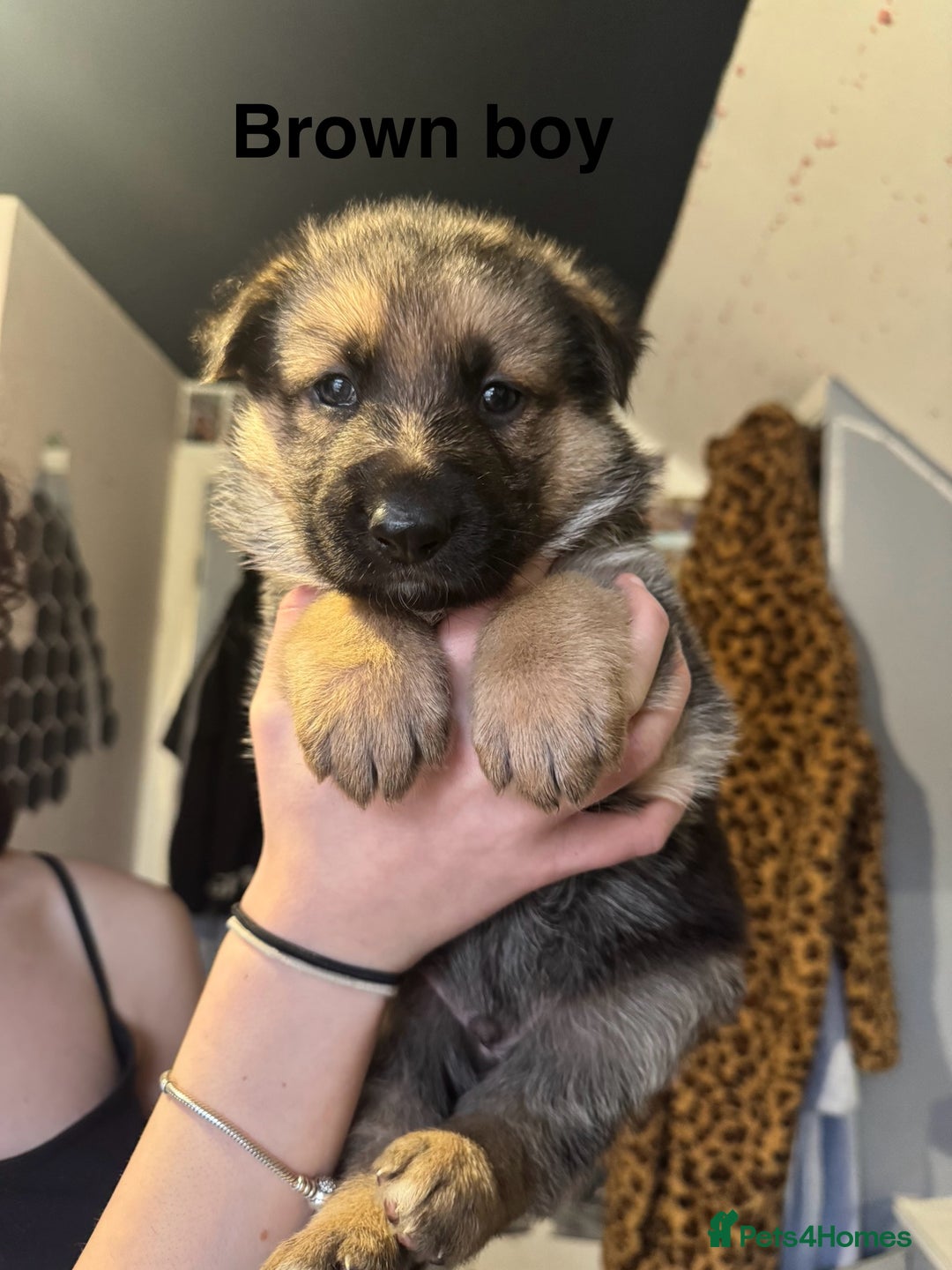 German Shepherd dogs for sale: Gorgeous German shepherd pups - Advert 16