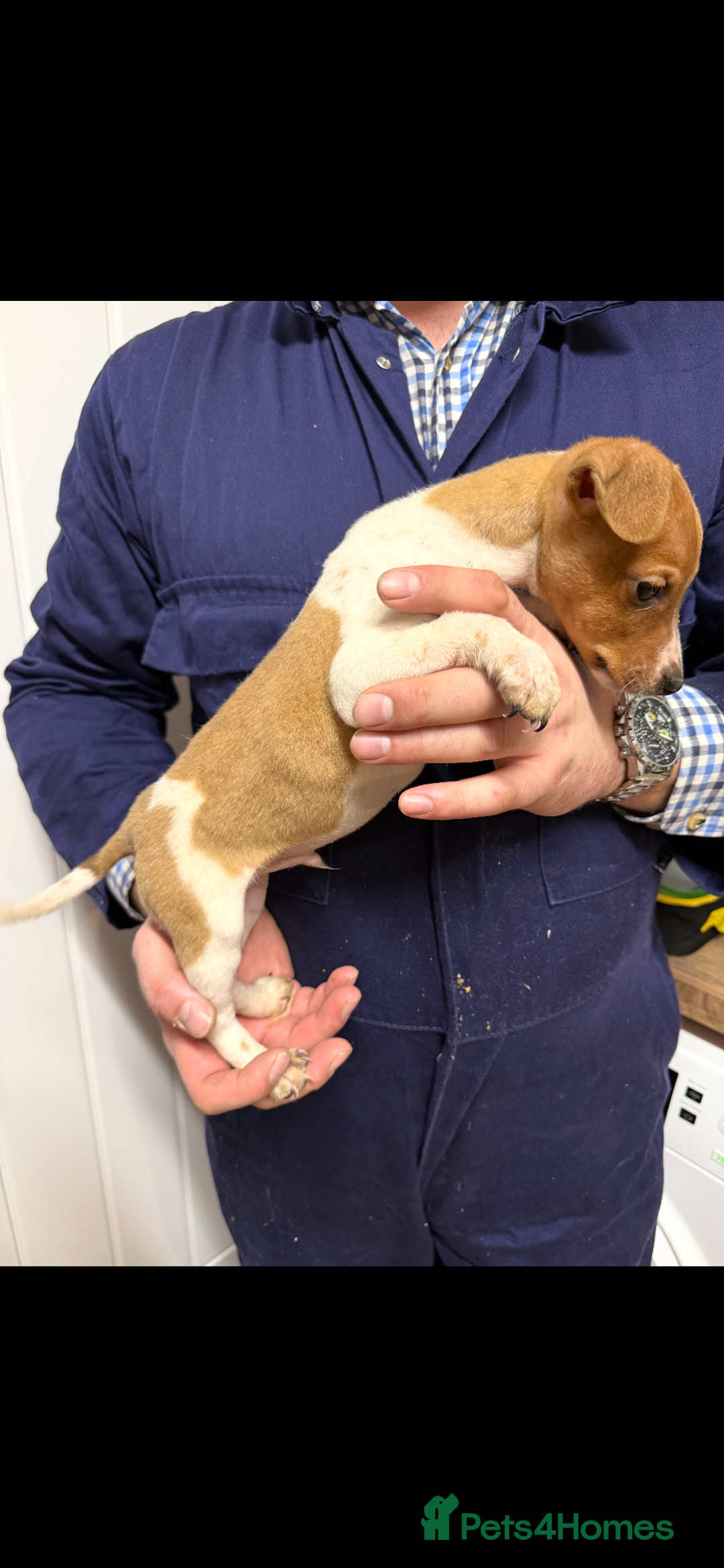 Jack Russell dogs for sale: jack Russell male  ready to leave  - Advert 1