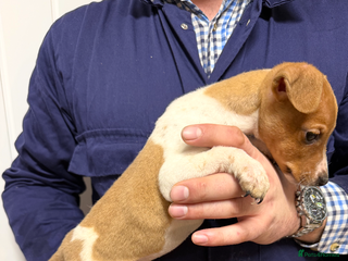 Jack Russell dogs jack Russell male ready to leave - Advert 11