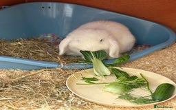 English Lop rabbits for sale: Rabbit & hutch & toys/food if wanted - Image 2