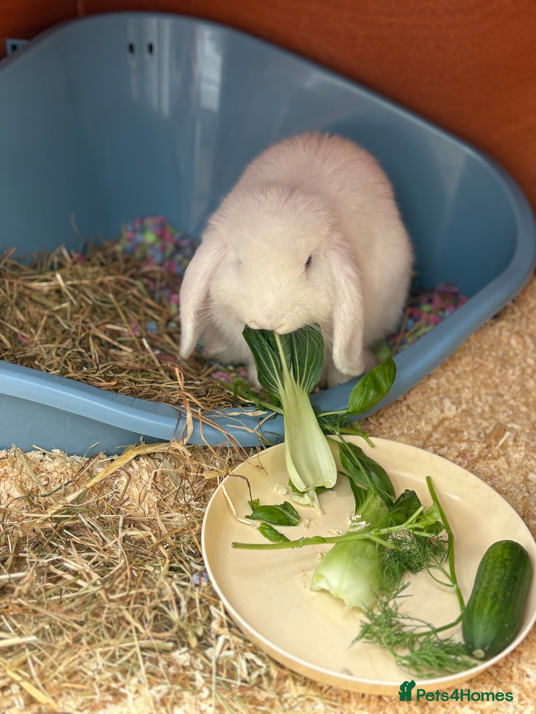 English Lop rabbits for sale: Rabbit & hutch & toys/food if wanted - Image 2