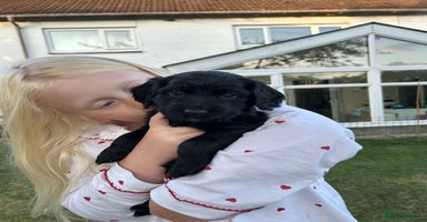 Cocker Spaniel dogs - Advert 10