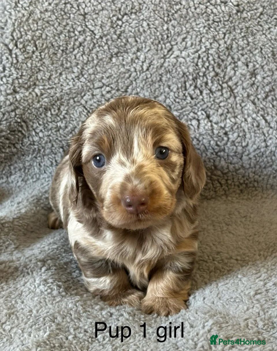Miniature Dachshund dogs Beautiful Miniature Dachshund Puppies - Advert 1