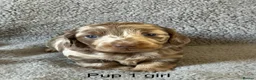 Miniature Dachshund dogs for sale: Beautiful Miniature Dachshund Puppies in Plymouth - Advert 1