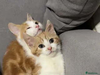 Mixed Breed cats Ginger/White male cute kitten - ready to leave - Advert 16