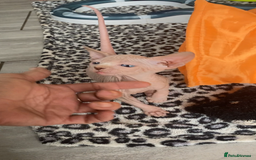 Sphynx cats for sale: Petal ( tortie girl) pinkie ( white boy) Sphynx  - Image 5