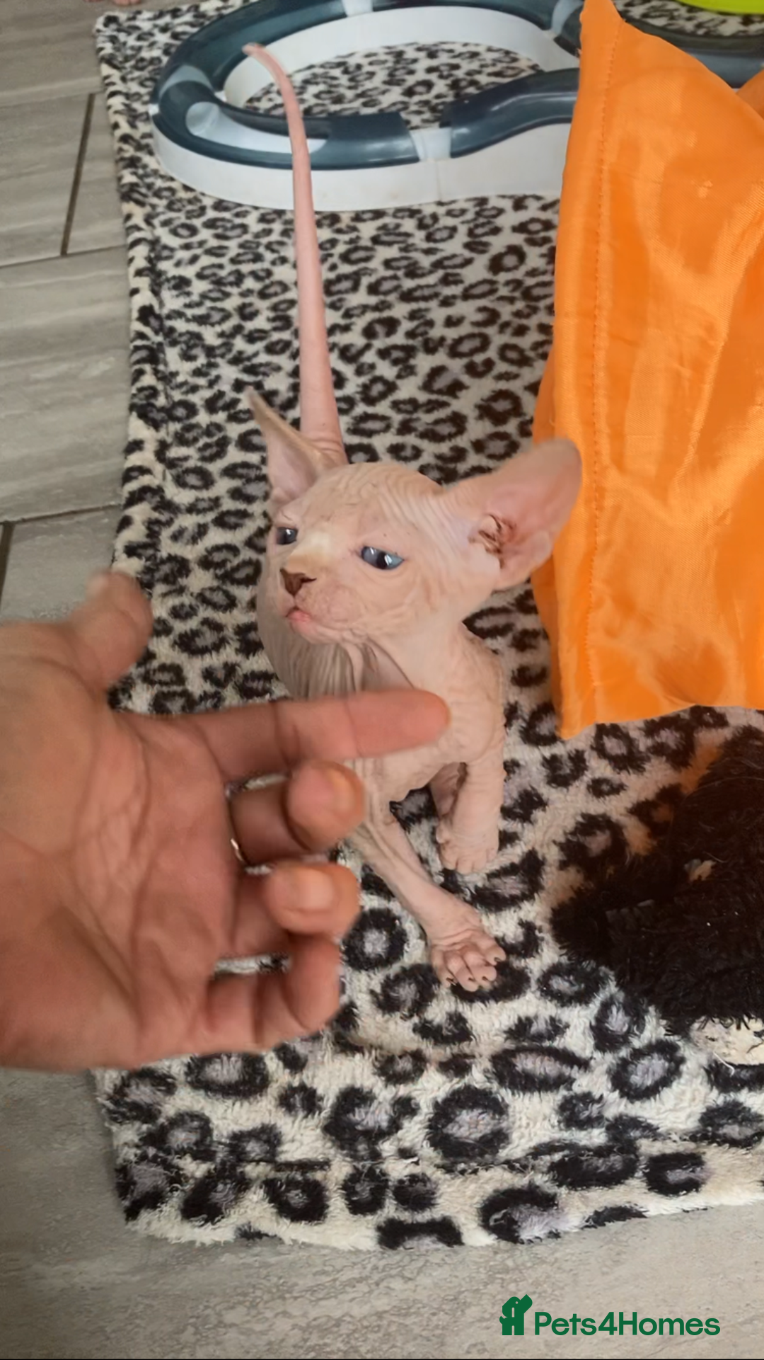 Sphynx cats for sale: Petal ( tortie girl) pinkie ( white boy) Sphynx  - Image 5