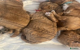 Toy Poodle dogs for sale: Toy poodle puppies  - Image 6