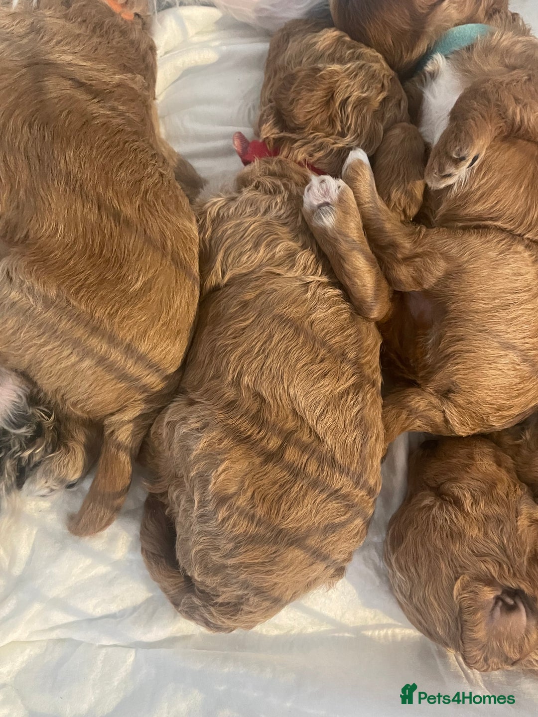 Toy Poodle dogs for sale: Toy poodle puppies  - Image 6