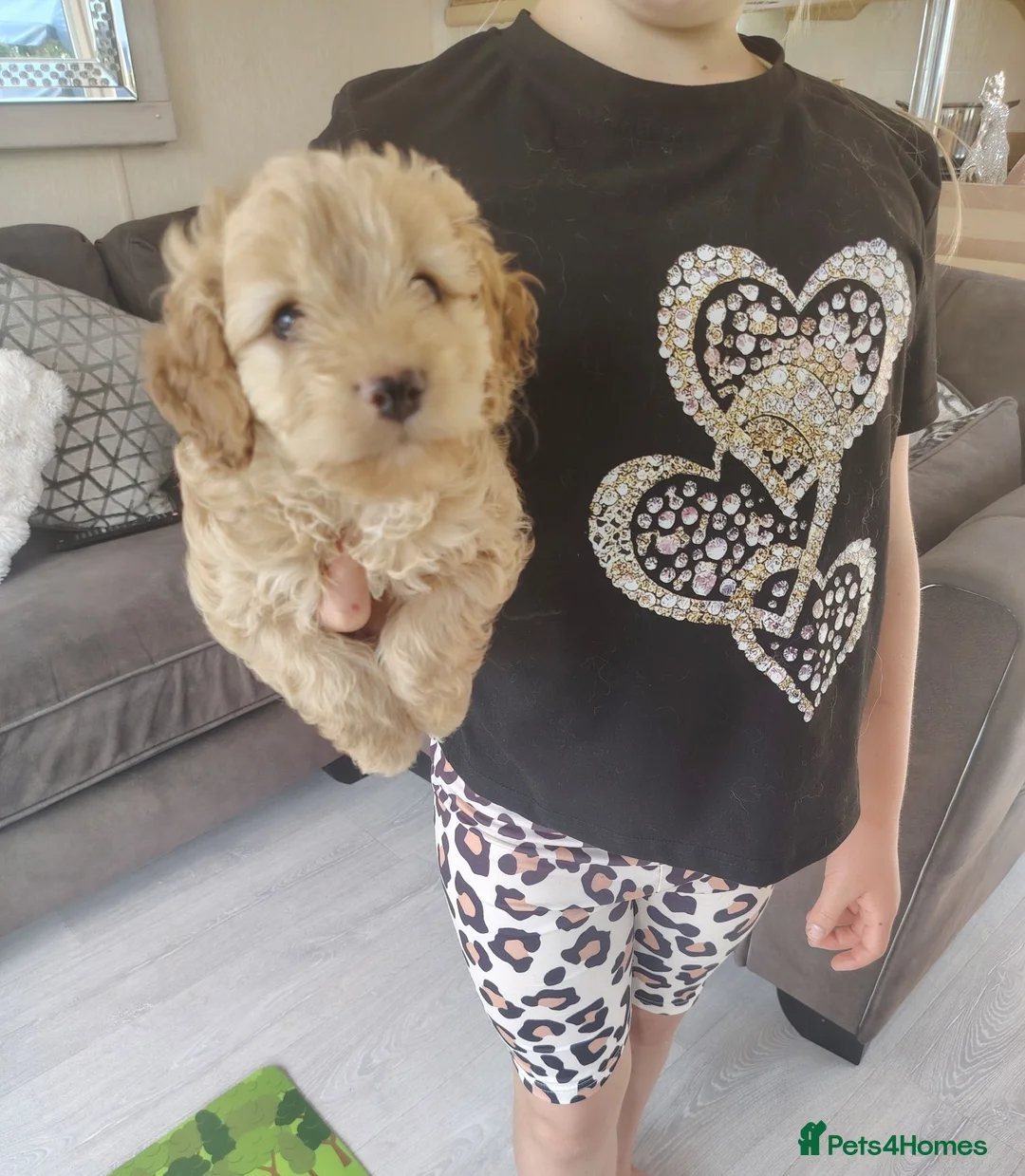 Cavapoo dogs for sale: Cavapoo puppys - Advert 2