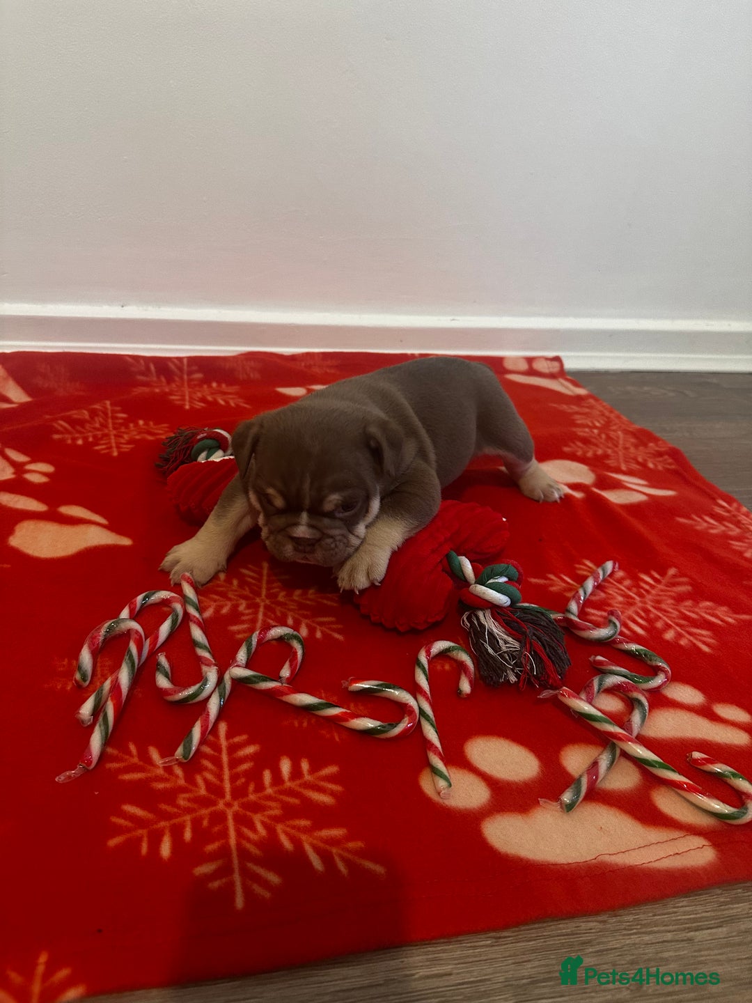 English Bulldog dogs for sale: 🐶✨ English Bulldog Puppies Available! ✨🐶 - Advert 9