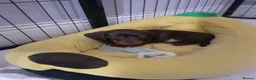 Miniature Dachshund dogs for sale: Miniature chocolate dac - Advert 2