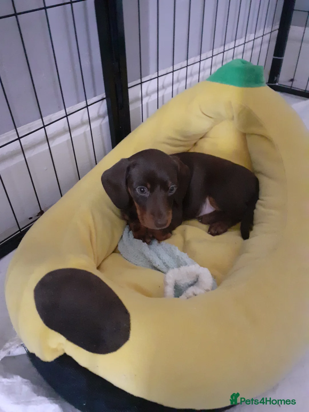 Miniature Dachshund dogs for sale: Miniature chocolate dac - Advert 2