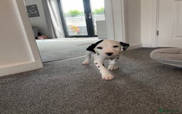 Dalmatian dogs for sale:  Beautiful Dalmatian puppies  - Image 3