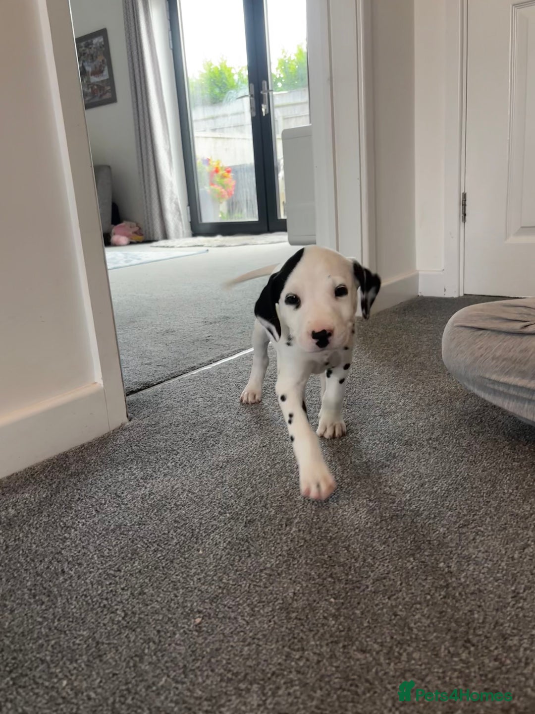 Dalmatian dogs for sale:  Beautiful Dalmatian puppies  - Image 3