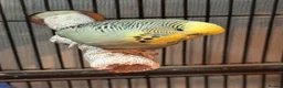 Budgerigars birds for sale: Adorable, tame budgie - Advert 3