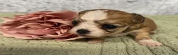 Chihuahua dogs for sale: Maltipoo x chihuahua  - Advert 10