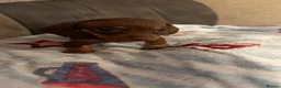 Miniature Dachshund dogs for sale: 8 beautiful miniature dachshunds - Advert 23