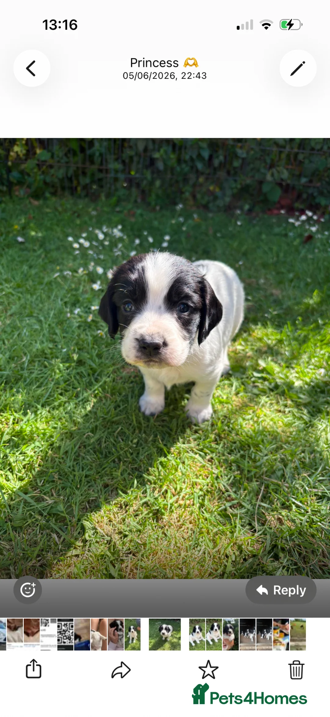 Sprocker dogs for sale: Sprocker x Spaniel Puppies - Advert 5