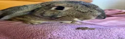 Mixed Breed rabbits for sale: Female Grey Mixed-Breed Rabbit for a Loving Home - Advert 2