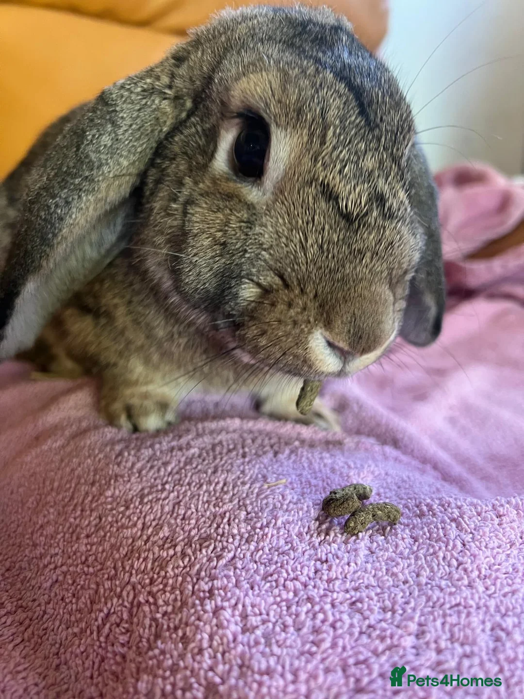 Mixed Breed rabbits for sale: Female Grey Mixed-Breed Rabbit for a Loving Home - Advert 2