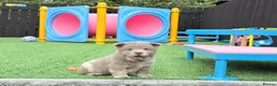 Chow Chow dogs for sale: Stunning exotic colour chowski puppies for sale  - Advert 13