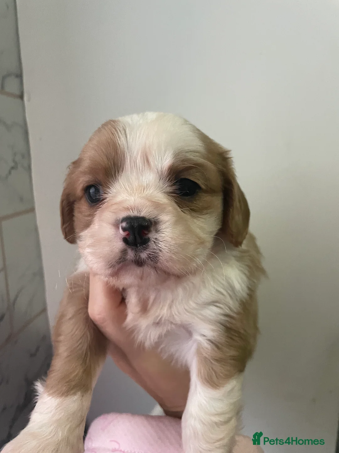 Cavalier King Charles Spaniel dogs for sale: Beautiful Cavalier puppies - Advert 10