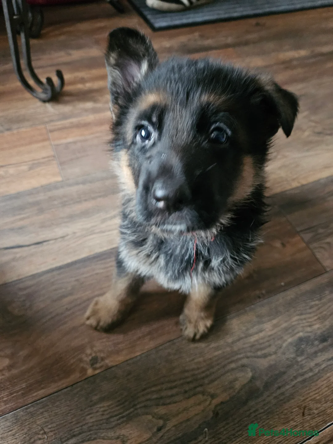 German Shepherd dogs for sale: German shepherd puppies - Advert 35